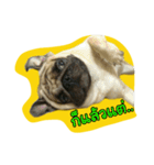 i pug（個別スタンプ：11）