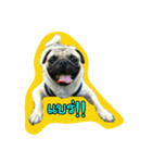 i pug（個別スタンプ：12）