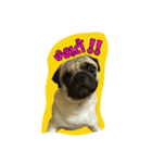 i pug（個別スタンプ：13）
