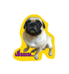 i pug（個別スタンプ：14）