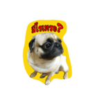 i pug（個別スタンプ：15）