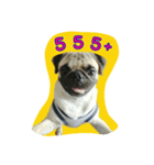 i pug（個別スタンプ：16）