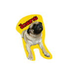i pug（個別スタンプ：17）