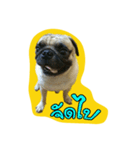 i pug（個別スタンプ：18）