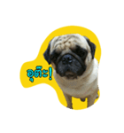i pug（個別スタンプ：19）