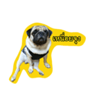 i pug（個別スタンプ：20）