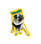 i pug（個別スタンプ：21）