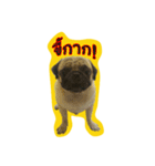 i pug（個別スタンプ：22）