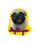 i pug（個別スタンプ：23）