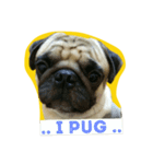 i pug（個別スタンプ：24）