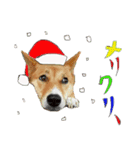 かわいい柴系雑種犬「茶々」のクリスマス（個別スタンプ：1）