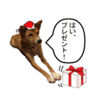 かわいい柴系雑種犬「茶々」のクリスマス（個別スタンプ：3）