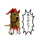 かわいい柴系雑種犬「茶々」のクリスマス（個別スタンプ：4）