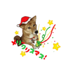かわいい柴系雑種犬「茶々」のクリスマス（個別スタンプ：6）