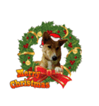 かわいい柴系雑種犬「茶々」のクリスマス（個別スタンプ：7）