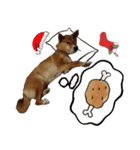 かわいい柴系雑種犬「茶々」のクリスマス（個別スタンプ：8）