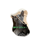 ぶーちゃんスタンプ(・∀・)（個別スタンプ：1）