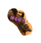 ぶーちゃんスタンプ(・∀・)（個別スタンプ：8）