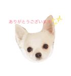 トィプードルとチワワのスタンプ☆（個別スタンプ：9）
