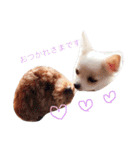 トィプードルとチワワのスタンプ☆（個別スタンプ：15）