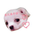 トィプードルとチワワのスタンプ☆（個別スタンプ：20）