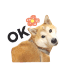 柴犬ゆいと仲間たち^0^（個別スタンプ：1）