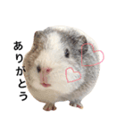 柴犬ゆいと仲間たち^0^（個別スタンプ：2）