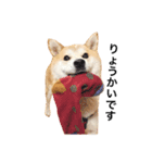 柴犬ゆいと仲間たち^0^（個別スタンプ：3）