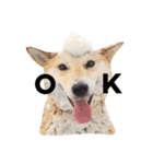 柴犬ゆいと仲間たち^0^（個別スタンプ：5）