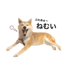 柴犬ゆいと仲間たち^0^（個別スタンプ：8）