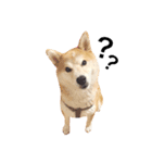 柴犬ゆいと仲間たち^0^（個別スタンプ：9）