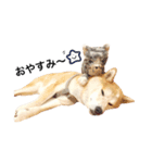 柴犬ゆいと仲間たち^0^（個別スタンプ：10）