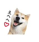 柴犬ゆいと仲間たち^0^（個別スタンプ：11）