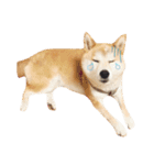 柴犬ゆいと仲間たち^0^（個別スタンプ：12）