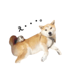 柴犬ゆいと仲間たち^0^（個別スタンプ：13）