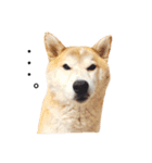柴犬ゆいと仲間たち^0^（個別スタンプ：14）