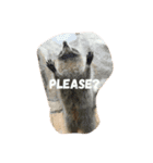 animal land #1（個別スタンプ：7）