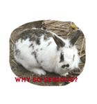 animal land #1（個別スタンプ：8）