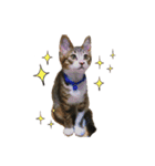 猫ちゃんの生活（個別スタンプ：1）