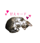 猫ちゃんの生活（個別スタンプ：2）