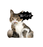 猫ちゃんの生活（個別スタンプ：3）