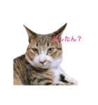 猫ちゃんの生活（個別スタンプ：4）