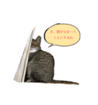猫ちゃんの生活（個別スタンプ：5）