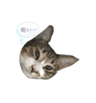 猫ちゃんの生活（個別スタンプ：6）