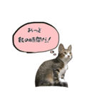 猫ちゃんの生活（個別スタンプ：8）