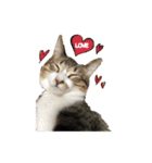 猫ちゃんの生活（個別スタンプ：9）