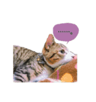 猫ちゃんの生活（個別スタンプ：10）