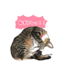 猫ちゃんの生活（個別スタンプ：12）