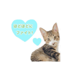 猫ちゃんの生活（個別スタンプ：13）