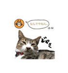 猫ちゃんの生活（個別スタンプ：14）
